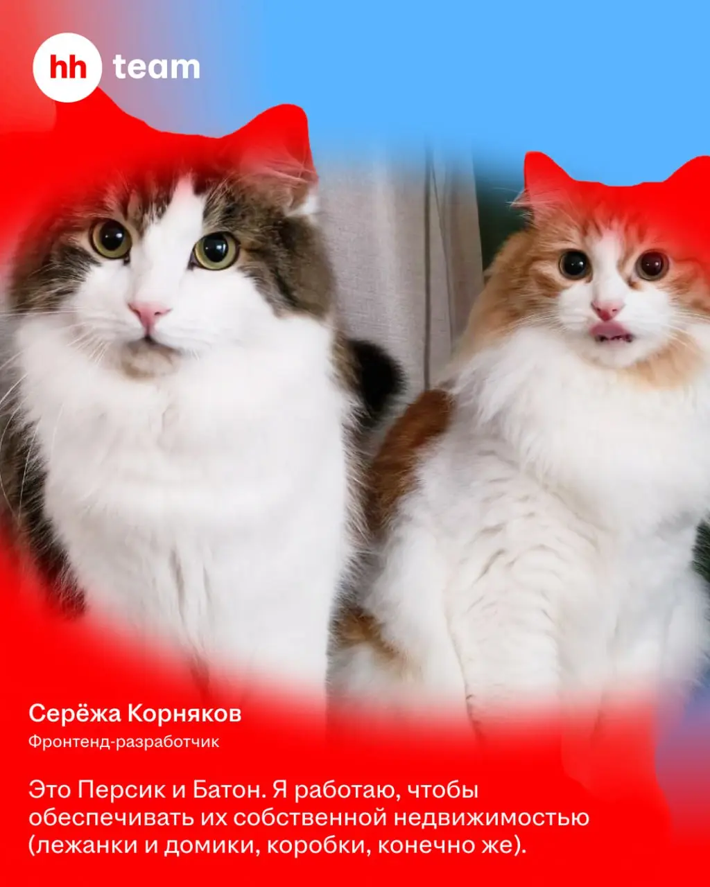 Мы знаем, зачем работаем: чтобы обеспечить нашим котам лучшую жизнь | Сетка — социальная сеть от hh.ru