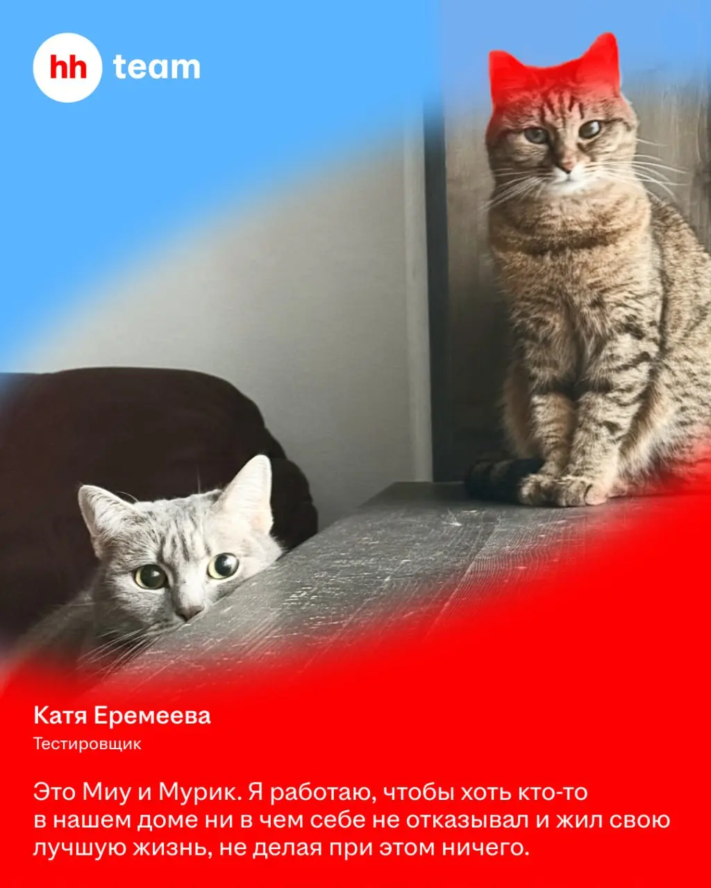 Мы знаем, зачем работаем: чтобы обеспечить нашим котам лучшую жизнь | Сетка — социальная сеть от hh.ru