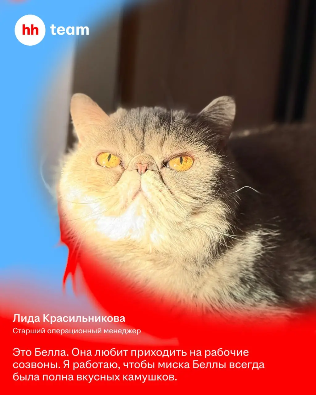 Мы знаем, зачем работаем: чтобы обеспечить нашим котам лучшую жизнь | Сетка — социальная сеть от hh.ru