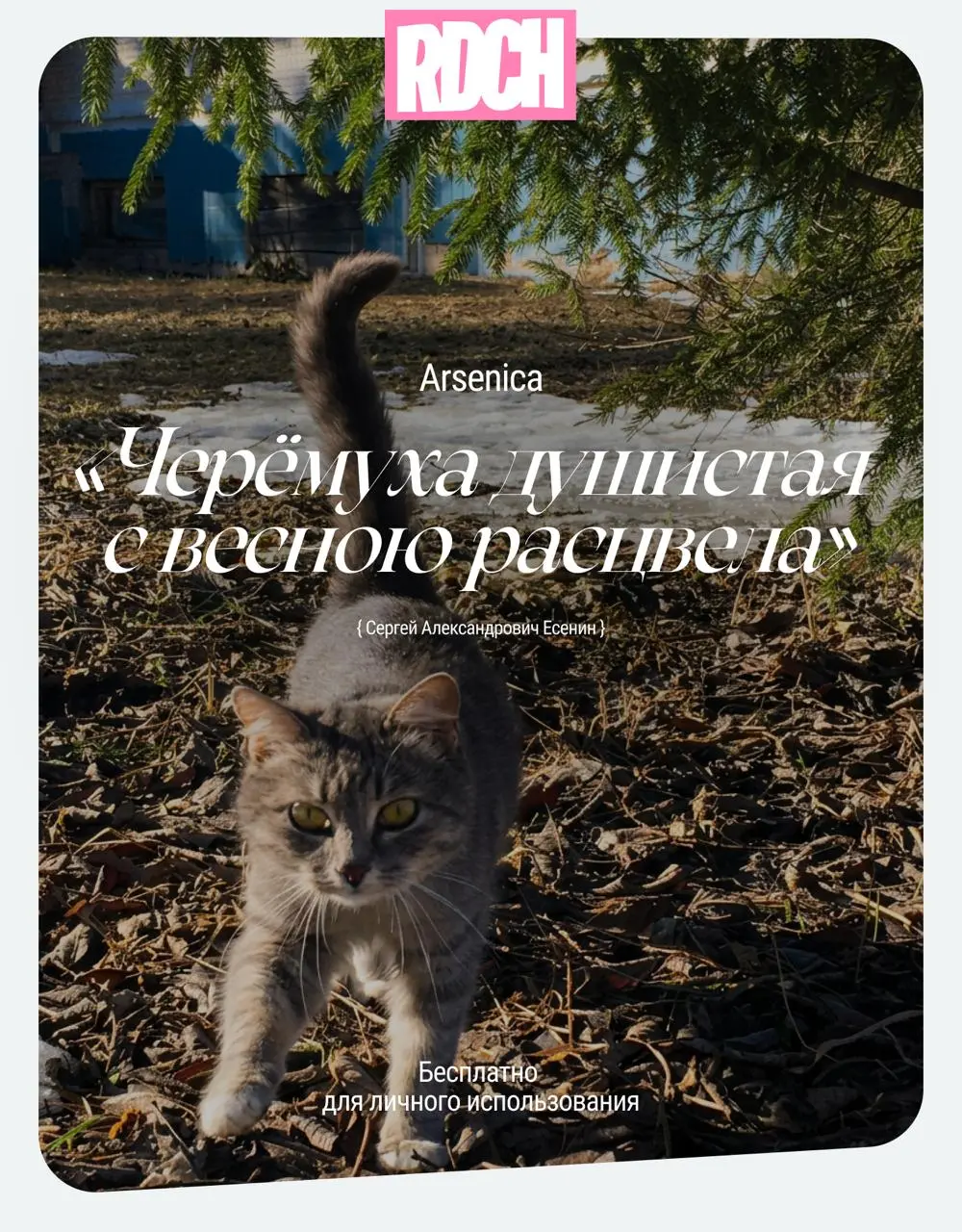 Всех с первым днем весны!)
Друзья, мы с вами пережили эту долгую и снежную зиму. Настало время солнца, цветов, любви ❤️
Держите нежную весеннюю подборку кириллических шрифтов для ваших проектов | Сетка — социальная сеть от hh.ru