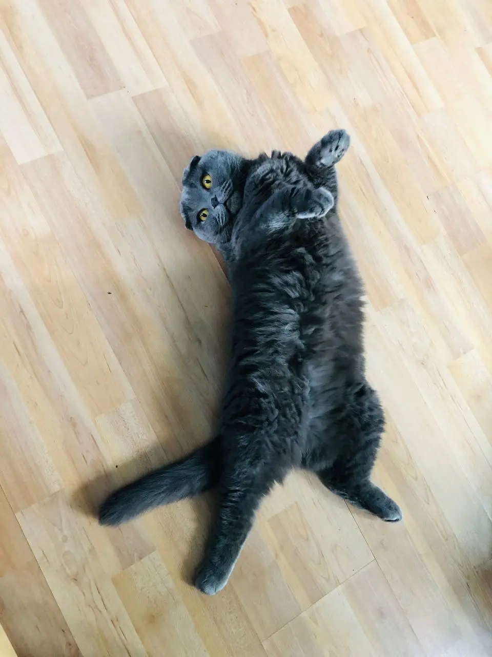 Поздравляю всех с всемирным днем кошек! 🐈‍⬛
Пусть наши пушистики приносят нам только радость и счастье( все наши питомцы)
и конечно же с началом весны❤️🙌🏻 | Сетка — социальная сеть от hh.ru