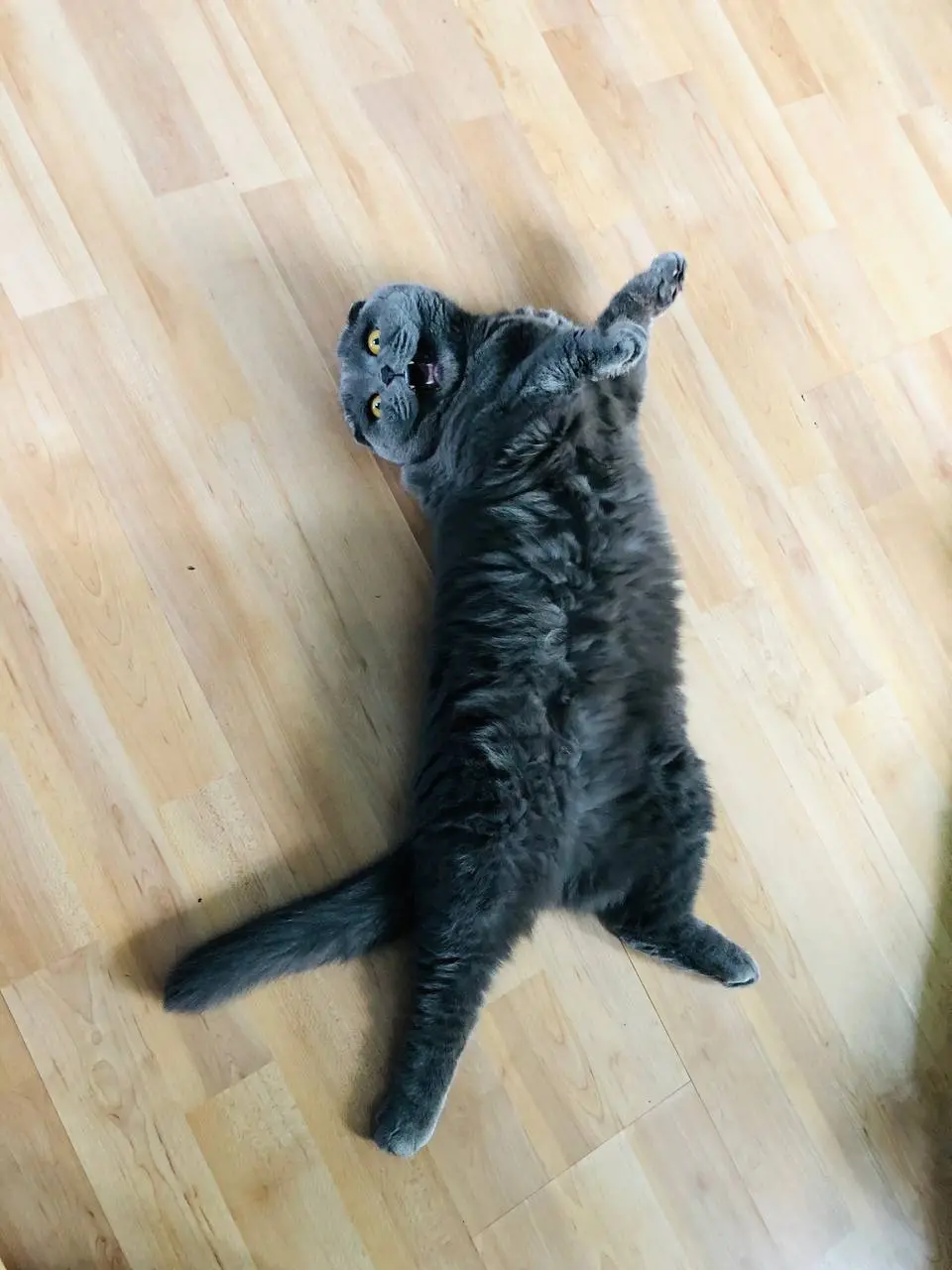Поздравляю всех с всемирным днем кошек! 🐈‍⬛
Пусть наши пушистики приносят нам только радость и счастье( все наши питомцы)
и конечно же с началом весны❤️🙌🏻 | Сетка — социальная сеть от hh.ru
