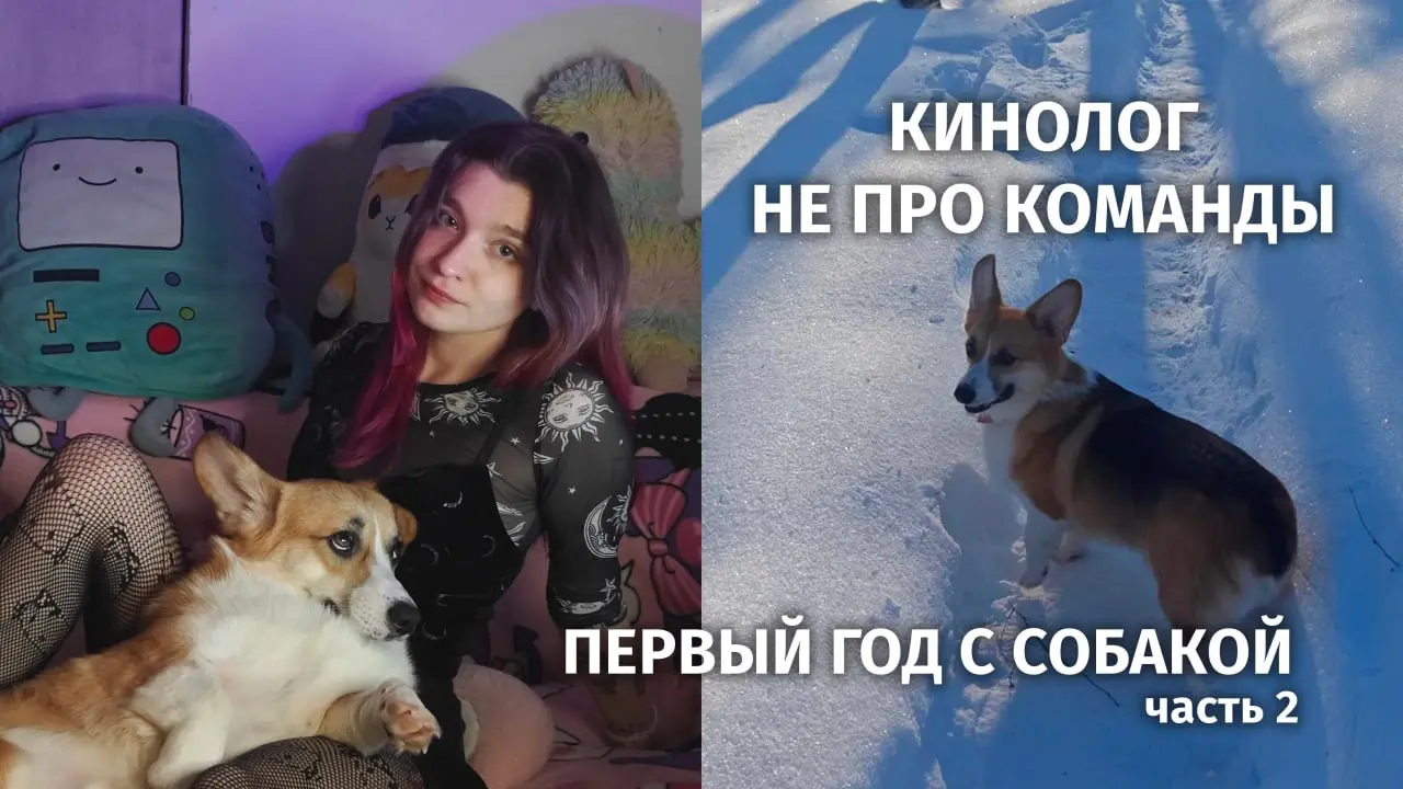 23 минуты рассказываю как важно заниматься с кинологом с самого начала появления в вашем доме собаки
🐶 Если коротко: кинолог это не заставить собаку сидеть по команде, а способ перестать угадывать, чт... | Сетка — социальная сеть от hh.ru