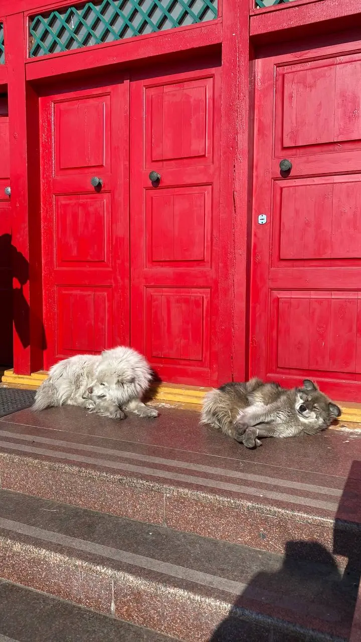 Привет, Бурятия!
Уже успели померзнуть и согреться, попробовать местные бузы, погулять по Иволгинскому дацану и пофилософствовать в сопровождении гида-студента буддийского университета | Сетка — социальная сеть от hh.ru