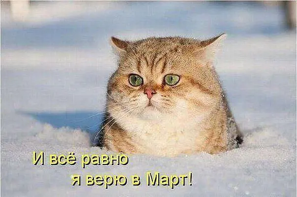 А вы верите? 😂
#Юмор@poldner #Коты@poldner | Сетка — социальная сеть от hh.ru