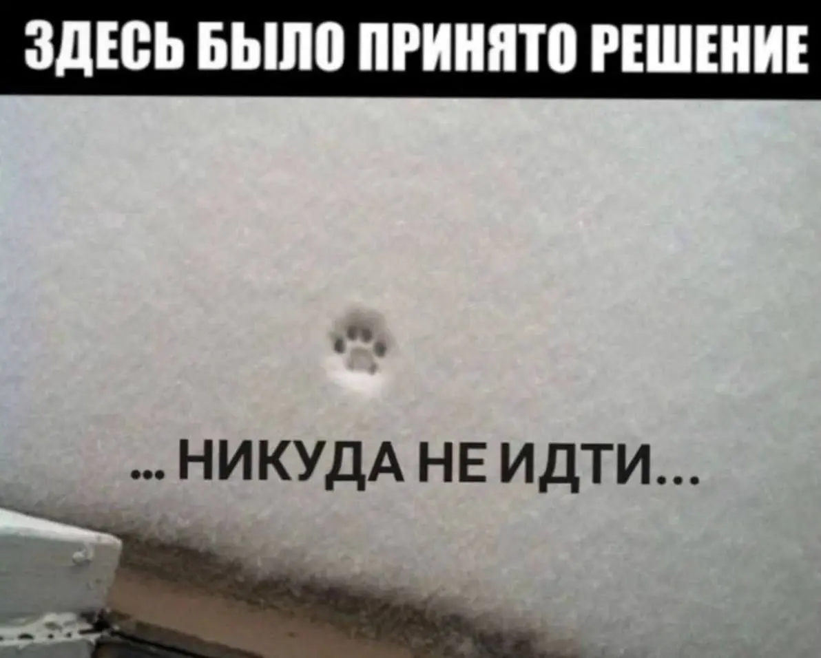 Быстрое решение 😂
#Юмор@poldner #Коты@poldner | Сетка — социальная сеть от hh.ru