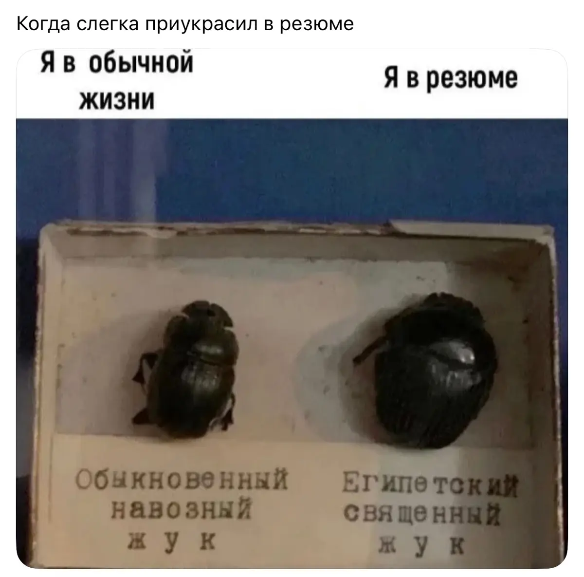 Сетка — социальная сеть от hh.ru