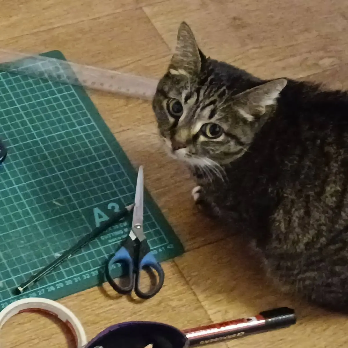 Анастасия Познухова | Сетка — социальная сеть от hh.ru