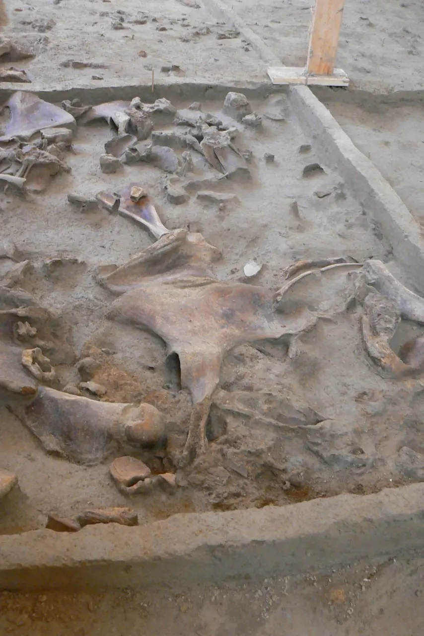 Зачем археологи оставляют эти дурацкие бровки? 🏺🕵️‍♂️
Если вы когда-нибудь видели раскопки, то замечали: вся площадь разбита на квадраты, а между ними — узкие полоски нетронутой земли | Сетка — социальная сеть от hh.ru