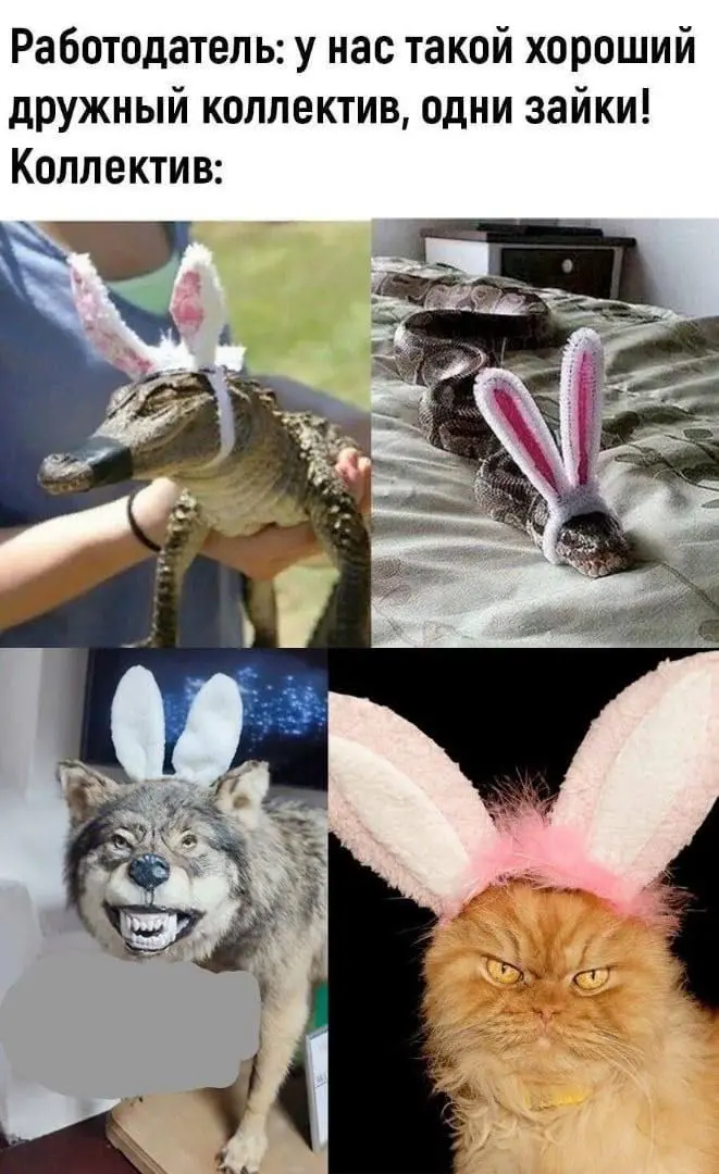 Неклассический случай: почему HR выбирает того | Сетка — социальная сеть от hh.ru