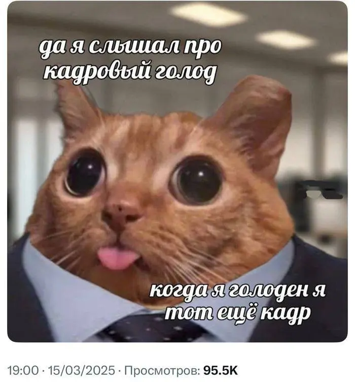#cats #true | Сетка — социальная сеть от hh.ru