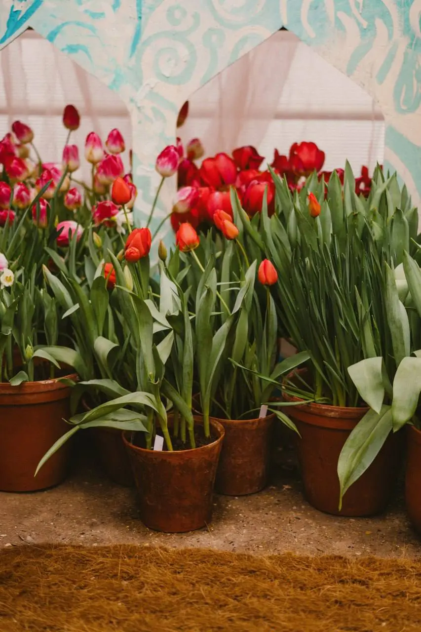 💐В Аптекарском огороде проходит выставка «Репетиция весны»
❤️ — прекрасно
📲Подпишитесь на Вдвижении
#выставки
В этом посте были ссылки, но мы их удалили по правилам Сетки | Сетка — социальная сеть от hh.ru