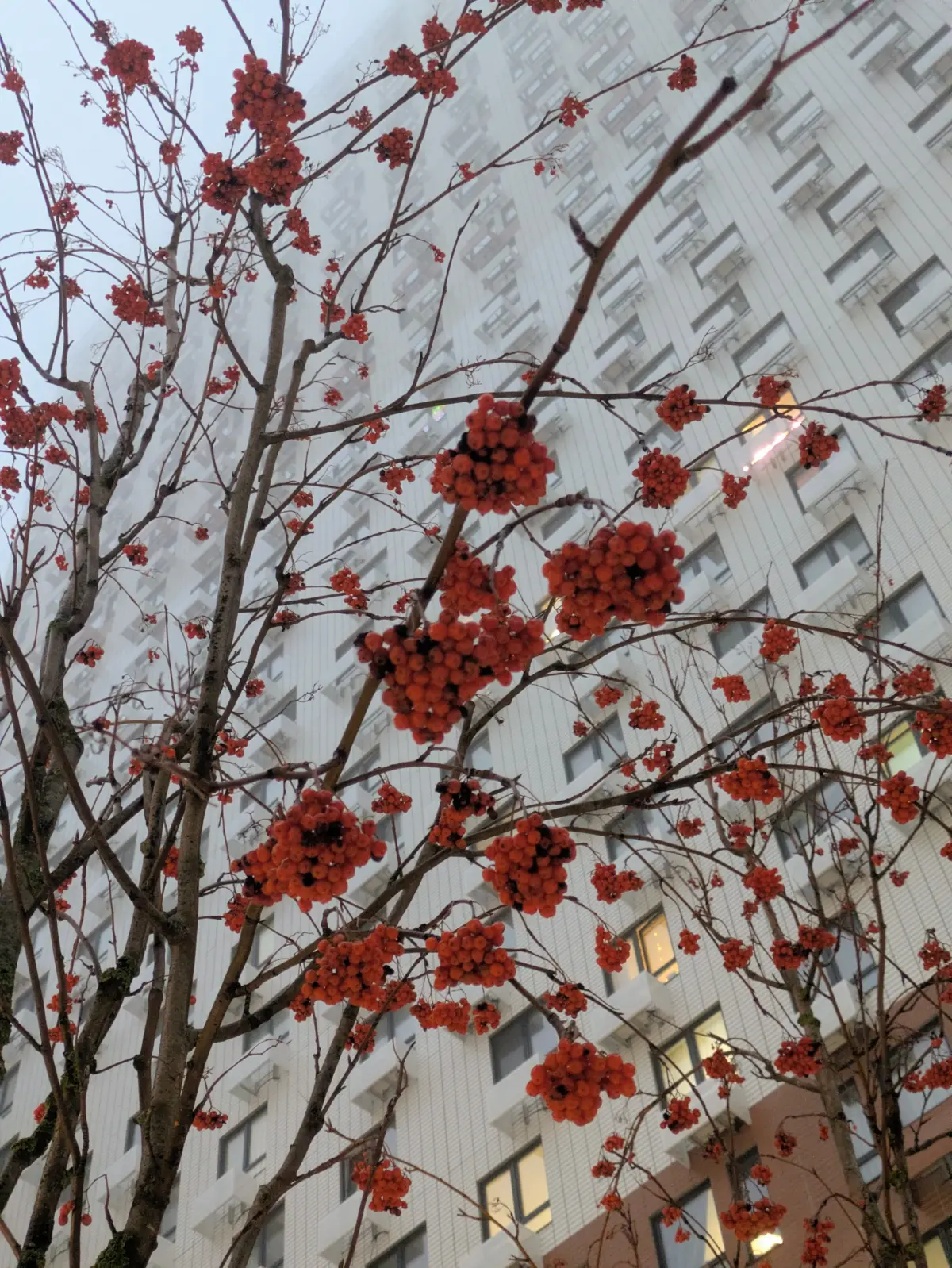 🍒 Магнит для птиц ранней весной | Сетка — социальная сеть от hh.ru