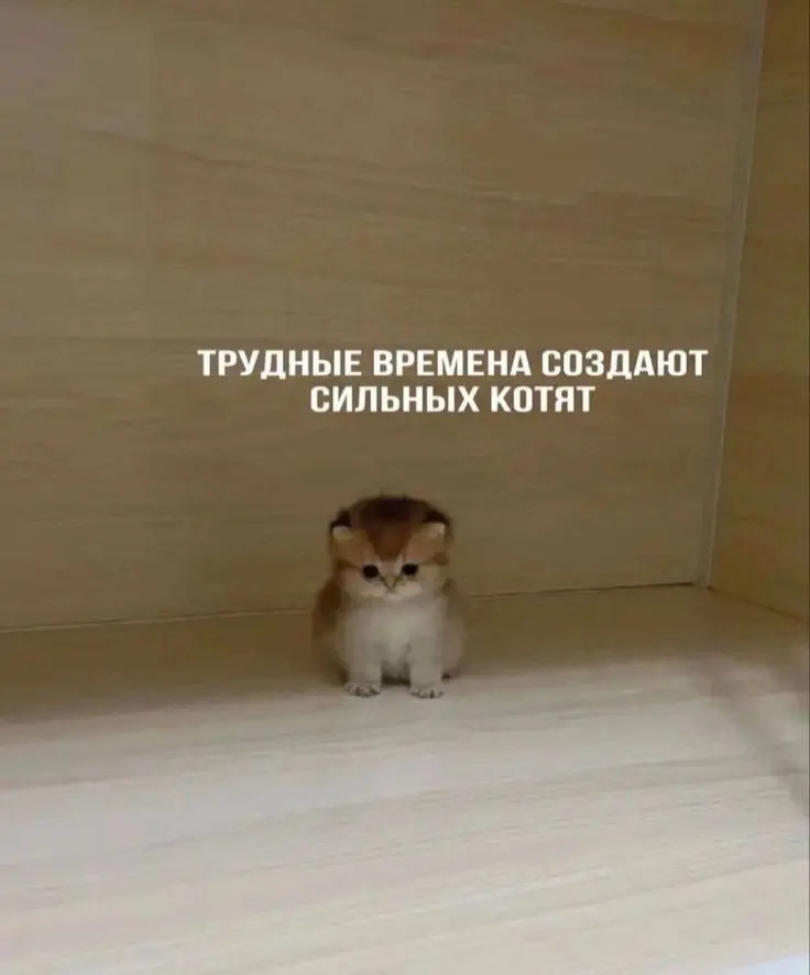 АДаптация проходит успешно | Сетка — социальная сеть от hh.ru