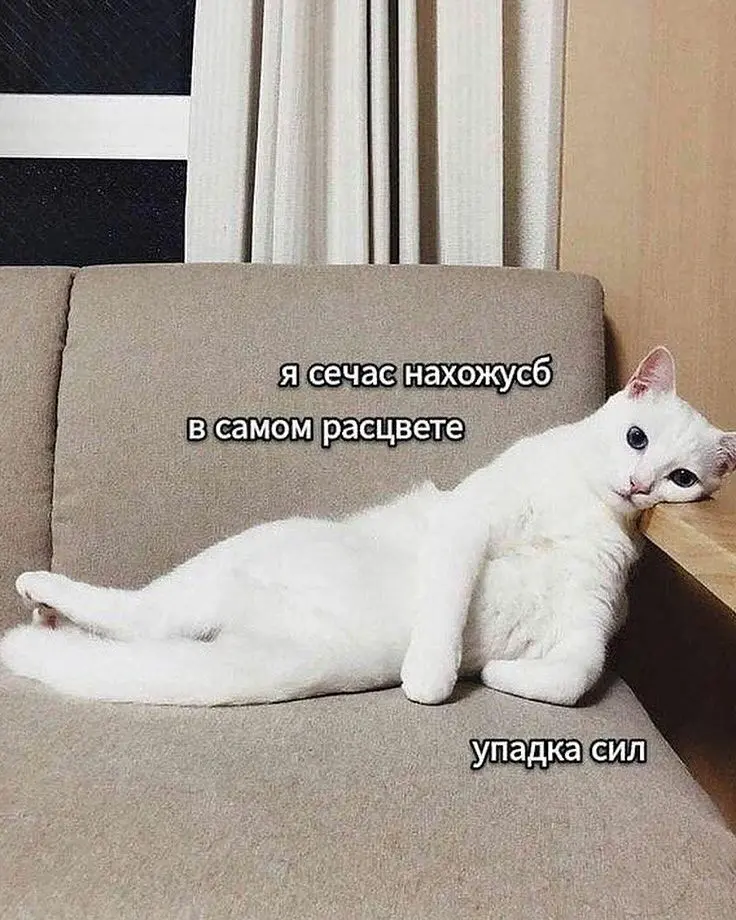 АДаптация проходит успешно | Сетка — социальная сеть от hh.ru