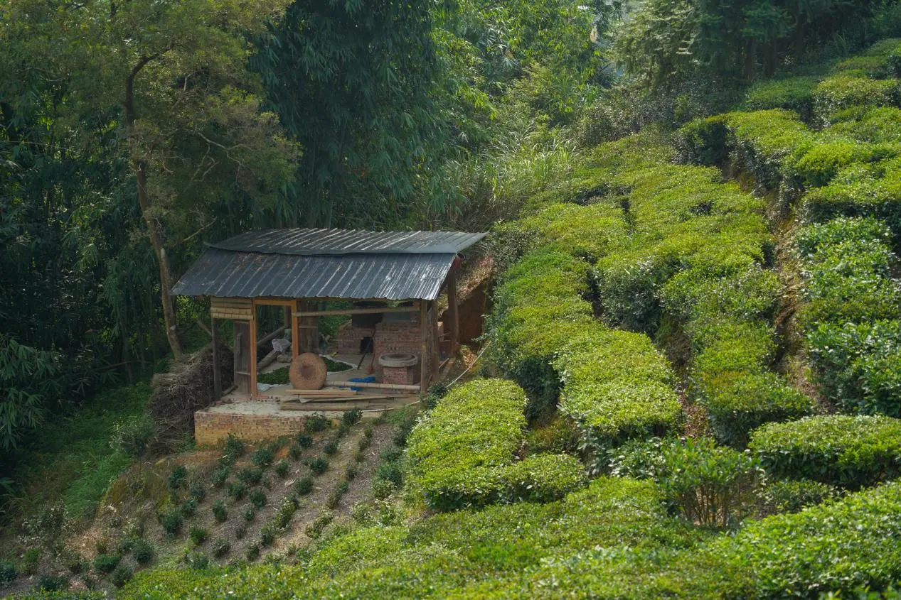 В научных новостях наткнулся на работу китайских специалистов, в которой описываются ароматические вещества и микроорганизмы темного чая Пукэн Ча. Я о таком чае никогда не слышал — и полез разбираться | Сетка — социальная сеть от hh.ru