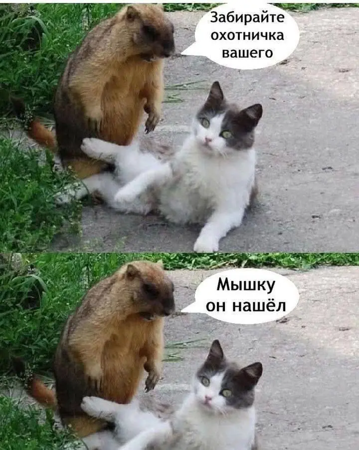 "Мышка" оказалась большевата 😂
от любимого клиента Вали ❤️
#Юмор@poldner #Коты@poldner | Сетка — социальная сеть от hh.ru