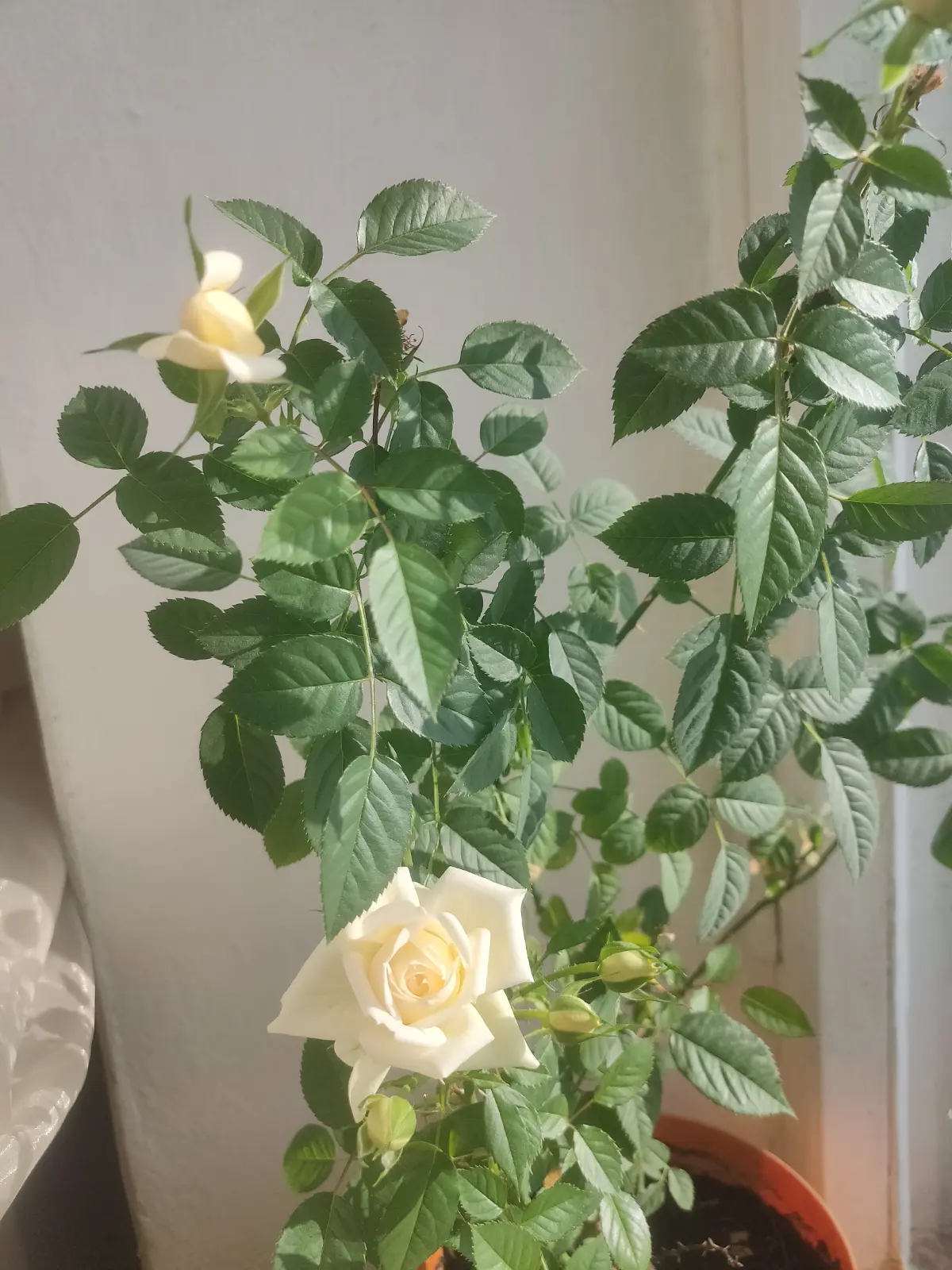 Поздравляю с 8 марта! Мои цветы расцвели к празднику!!💖💐 | Сетка — социальная сеть от hh.ru