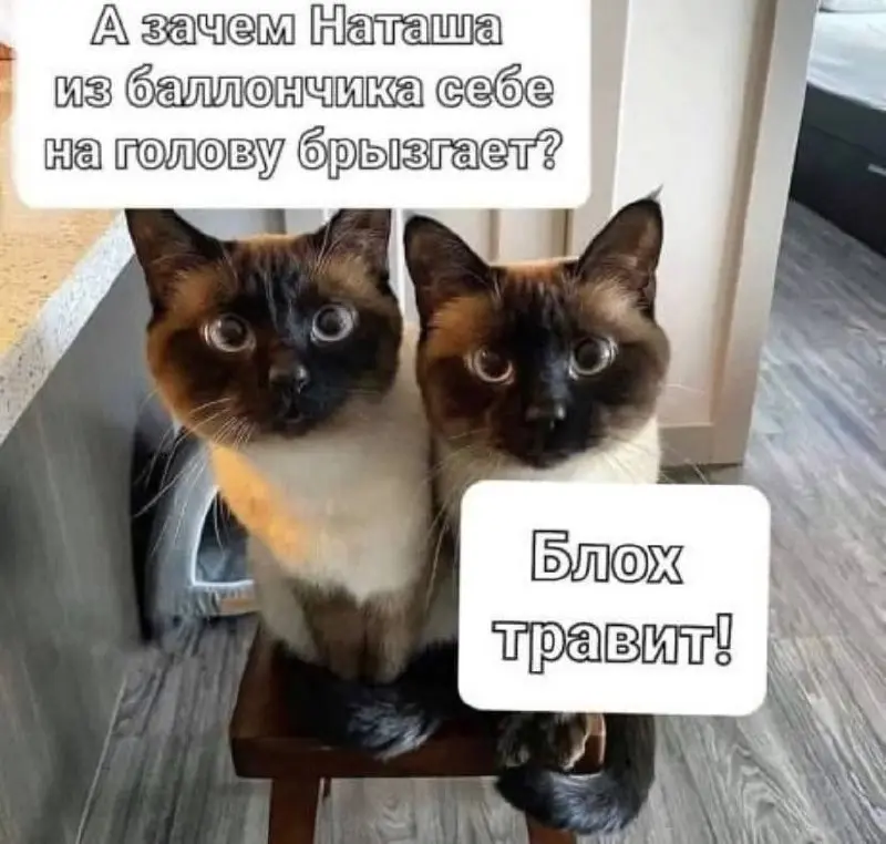 Эксперты нашего городка  😂
#Юмор@poldner #Коты@poldner | Сетка — социальная сеть от hh.ru