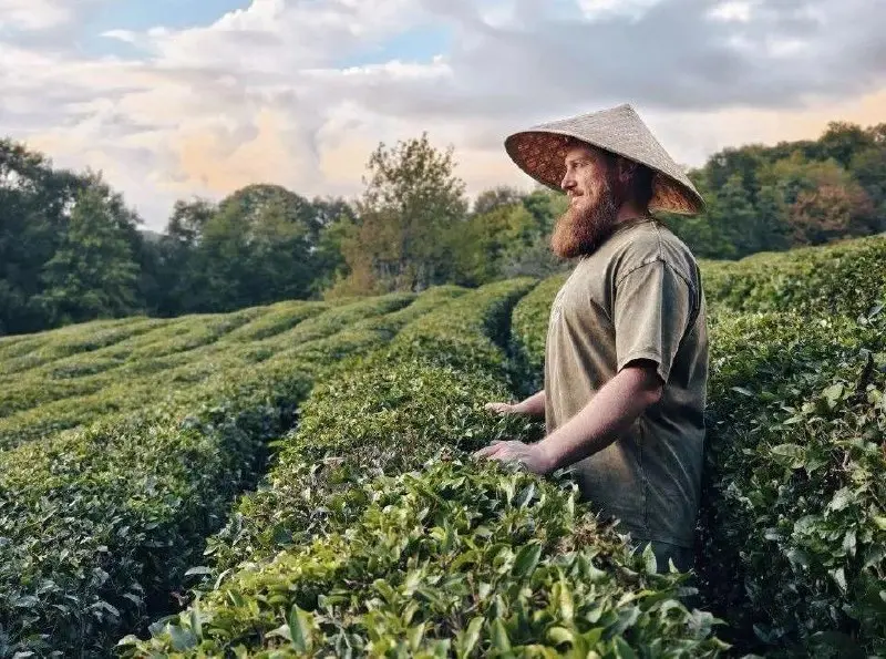 Китайские специалисты разработали и описали очередную систему распознавания подходящих для сбора верхушек побегов чая.. | Сетка — социальная сеть от hh.ru