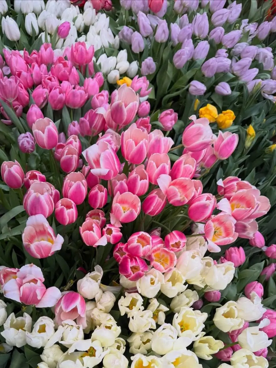 🌸Выставку Репетиция весны продлили в Аптекарском огороде
Аптекарский огород продлил Репетицию весны и празднование Китайского Нового года - по просьбам посетителей | Сетка — социальная сеть от hh.ru
