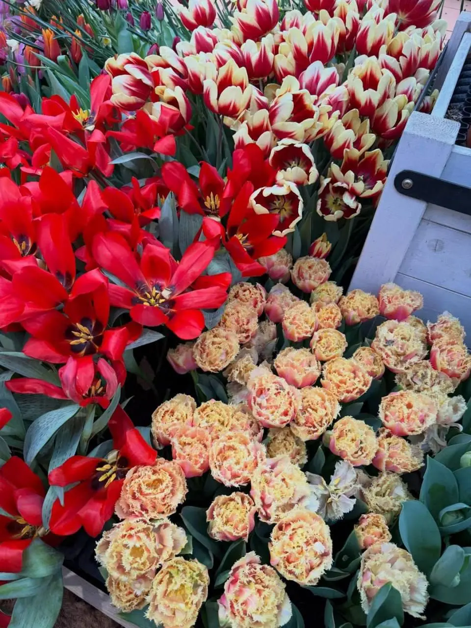 🌸Выставку Репетиция весны продлили в Аптекарском огороде
Аптекарский огород продлил Репетицию весны и празднование Китайского Нового года - по просьбам посетителей | Сетка — социальная сеть от hh.ru