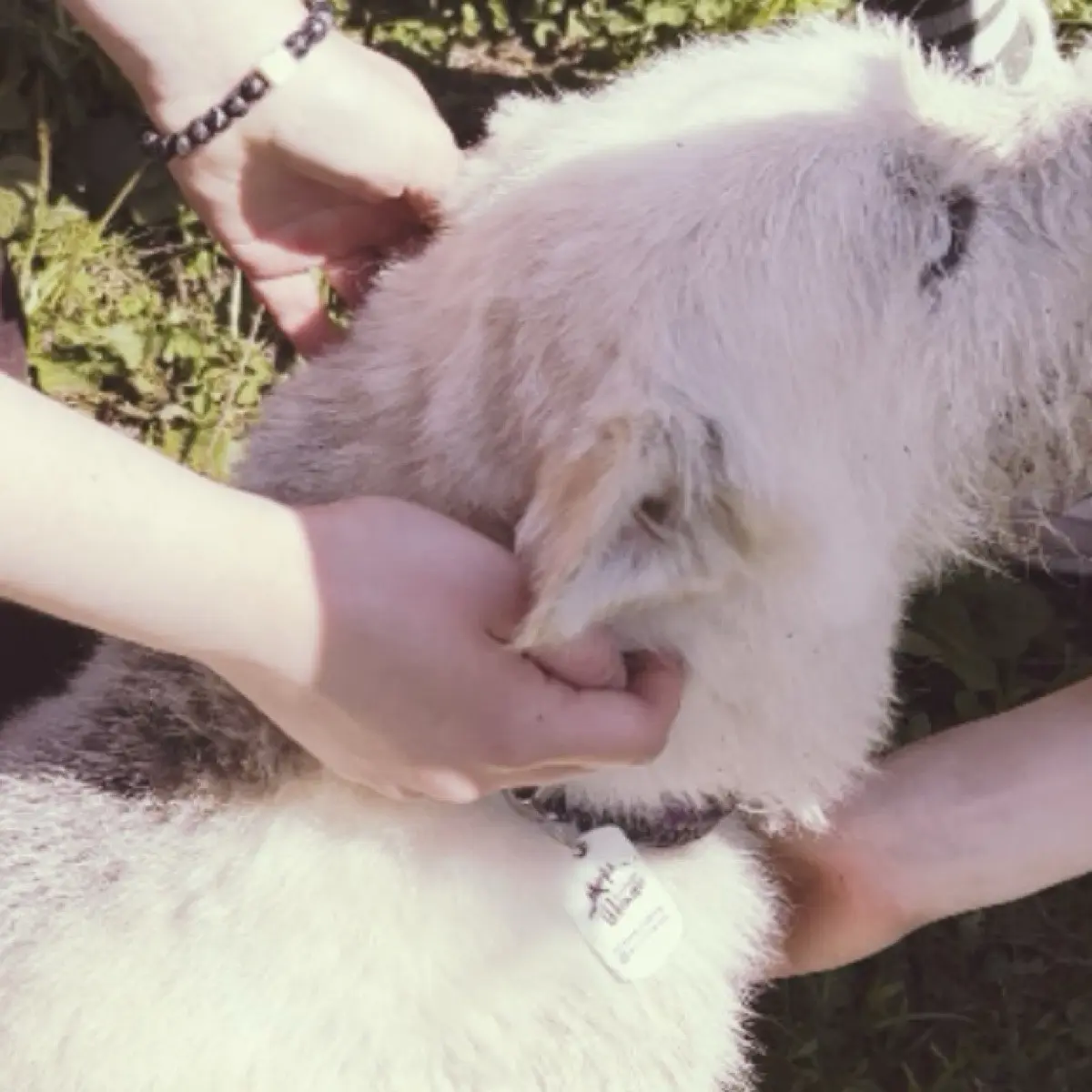 Элишева Коэн