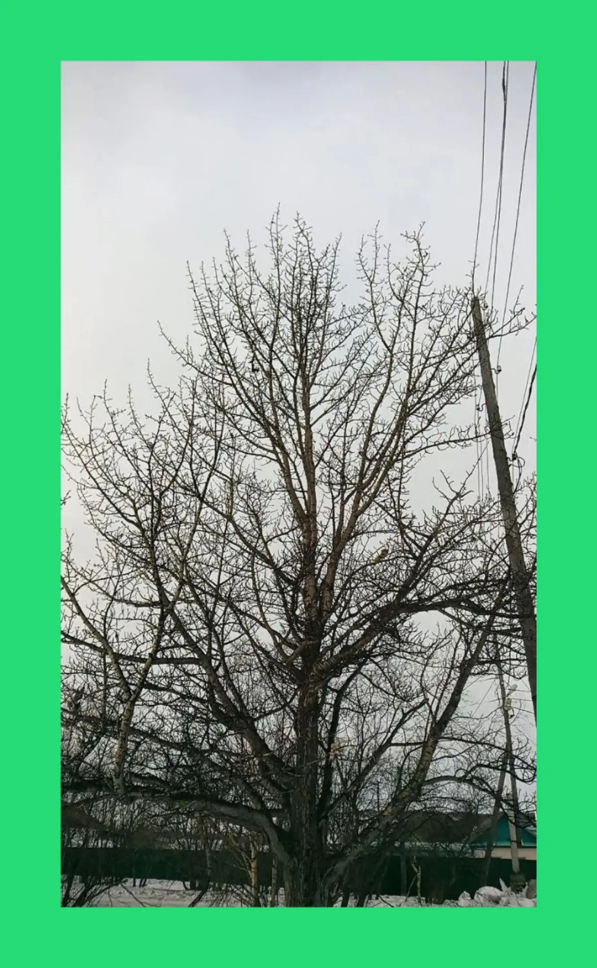Колыма. Ола. Вблизи Суда. Мой персональный Иггдрасиль / Kolyma. Magadan. Court vicinity. My personal Iggdrasil. | Сетка — социальная сеть от hh.ru