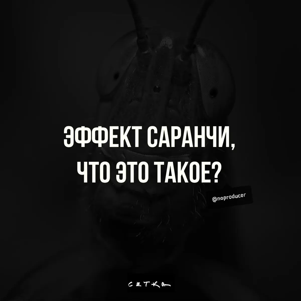 Эффект саранчи | Сетка — социальная сеть от hh.ru