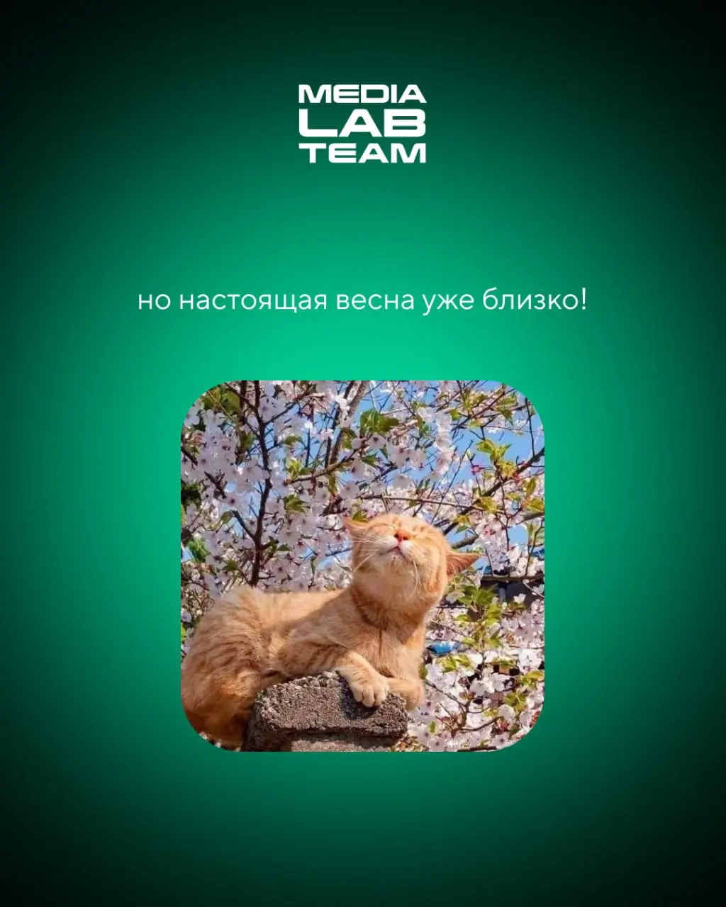 🙂 По календарю — весна, на улице — не совсем...
Но тепло уже скоро придет! А пока улыбаемся с милых котов и жизненных мемов | Сетка — социальная сеть от hh.ru