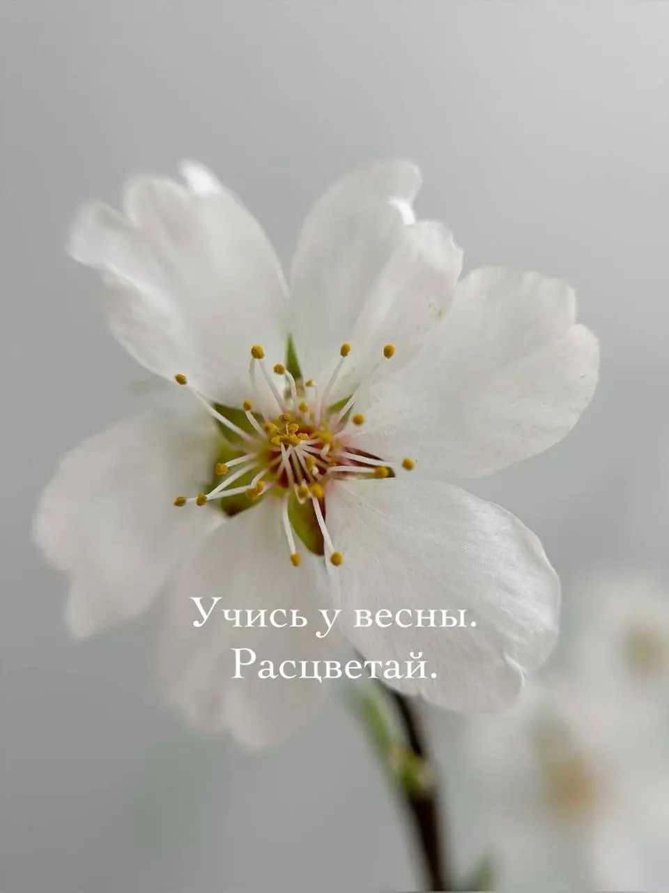 Веснеет, коллеги и друзья! 🌸
Вместе с солнышком пробуждается энергия и появляются горизонты.
Сейчас ищу информацию и социологические исследования по работе с «Z» (любимыми зумерами) | Сетка — социальная сеть от hh.ru
