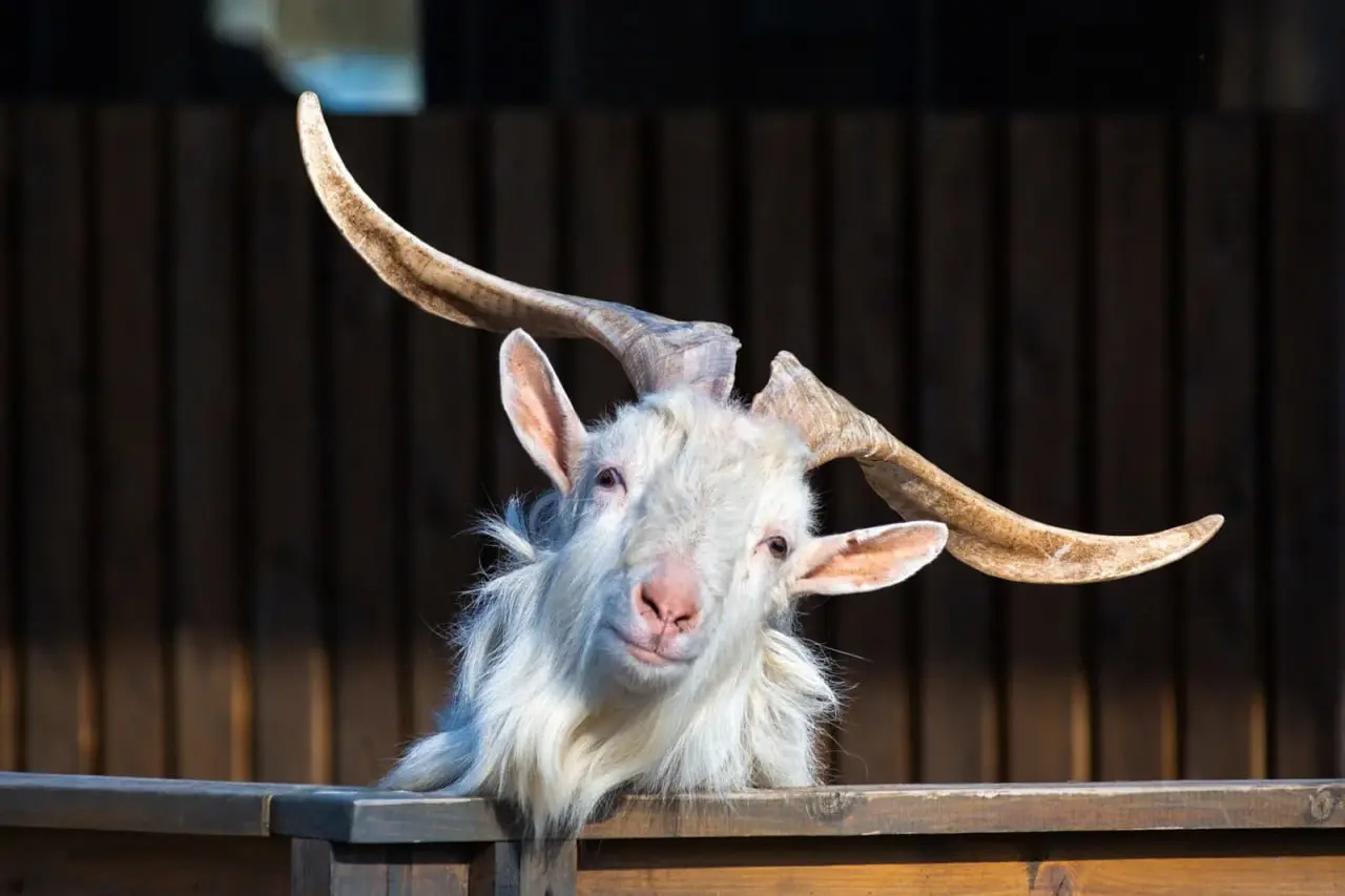 🐐Бесплатный вход для посетителей с именем Иван на Городскую Ферму ВДНХ
13 марта
В честь дня рождения козла Ивана на ферме:
🔸Бесплатный вход для Иванов (понадобится паспорт или св-во о рождении)
🔸Скидк... | Сетка — социальная сеть от hh.ru