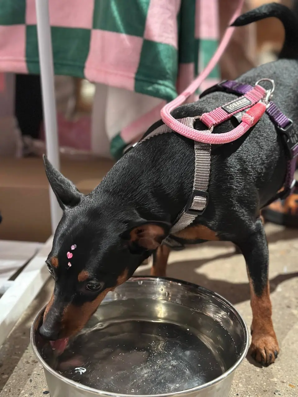 🐕‍🦺 Праздник для собак «Весенний лай» в Депо «Три вокзала»
15 марта 10:00-18:00
В программе:
🐶товары для питомцев: амуниция, одежда, лакомства и аксессуары
🐶образовательные лекции
🐶«зона экспертов» - ... | Сетка — социальная сеть от hh.ru