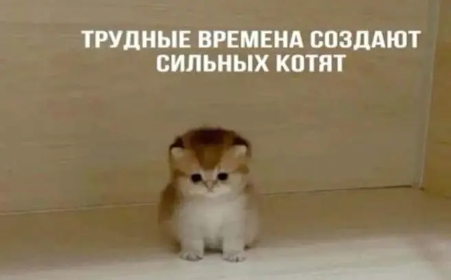 Посмотрели новый выпуск?
Знаем, что у многих он вызвал панику и вопрос "а что тогда делать"?
Мы с вами обязательно со всем разберемся!
🫂Для вас бесплатно работает наше сообщество карьерной поддержки, ... | Сетка — социальная сеть от hh.ru