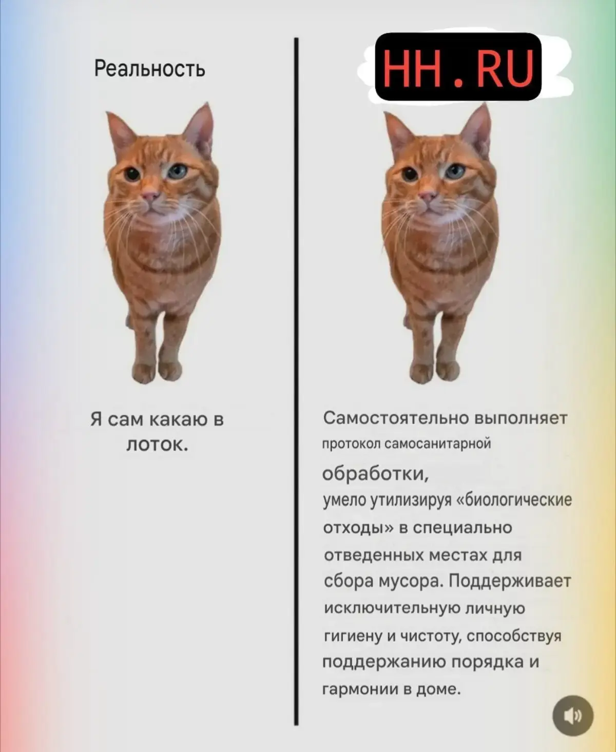 Это очень смешно | Сетка — социальная сеть от hh.ru