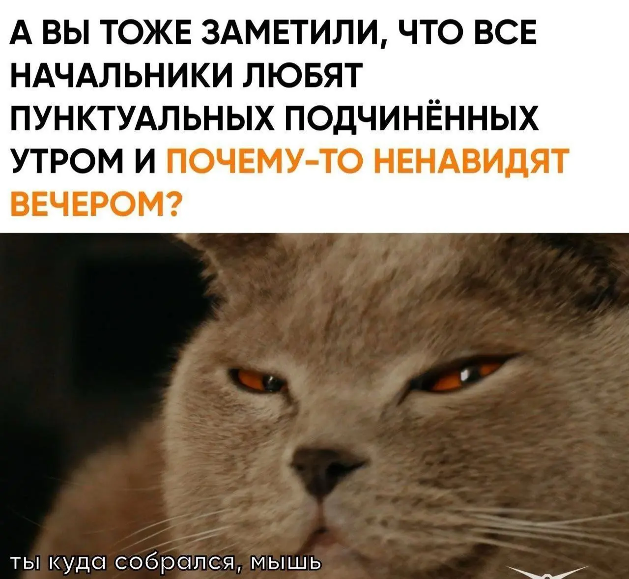 Парадокс 😂
От любимого клиента Вали ❤️
#Юмор@poldner #Коты@poldner | Сетка — социальная сеть от hh.ru