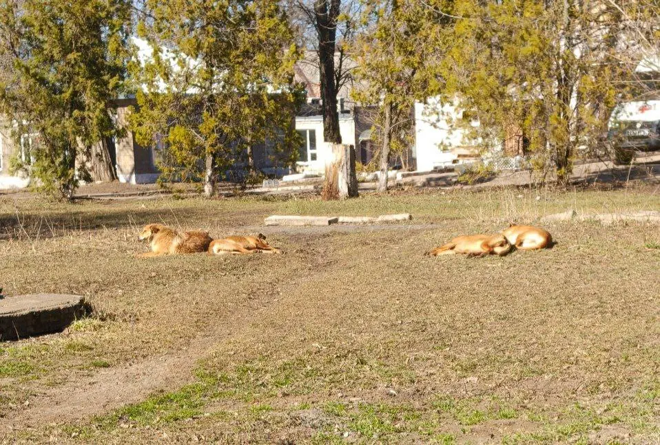 собаки возле детской больницы на Гвардейке. если честно то страшно за детей, которых собачки могут покусать | Сетка — социальная сеть от hh.ru