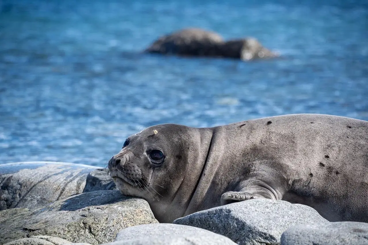 Запуск в Антарктиде дата-центра RUVDS приостановлен на неопределенный срок
«Запуск площадки RUVDS в Антарктиде задерживается — мы вынуждены временно остановить работу оборудования на станции Беллинсга... | Сетка — социальная сеть от hh.ru