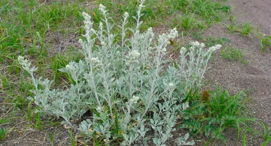 🌿 Полынь горькая: мой любимый энергетический пылесос 🌿
Девчонки (и мальчики, если читаете), признавайтесь: сколько раз вы чувствовали, что дом/аура/мысли — как после трехчасовой очереди к терапевту? 😏... | Сетка — социальная сеть от hh.ru