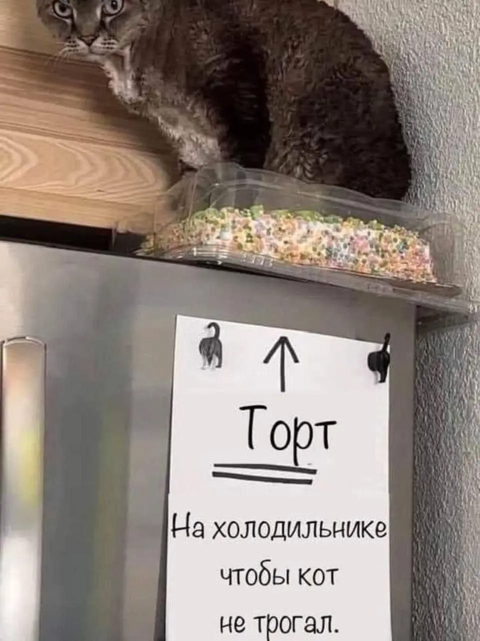 А кот не читал 😂😂
#Юмор@poldner    #Коты@poldner | Сетка — социальная сеть от hh.ru