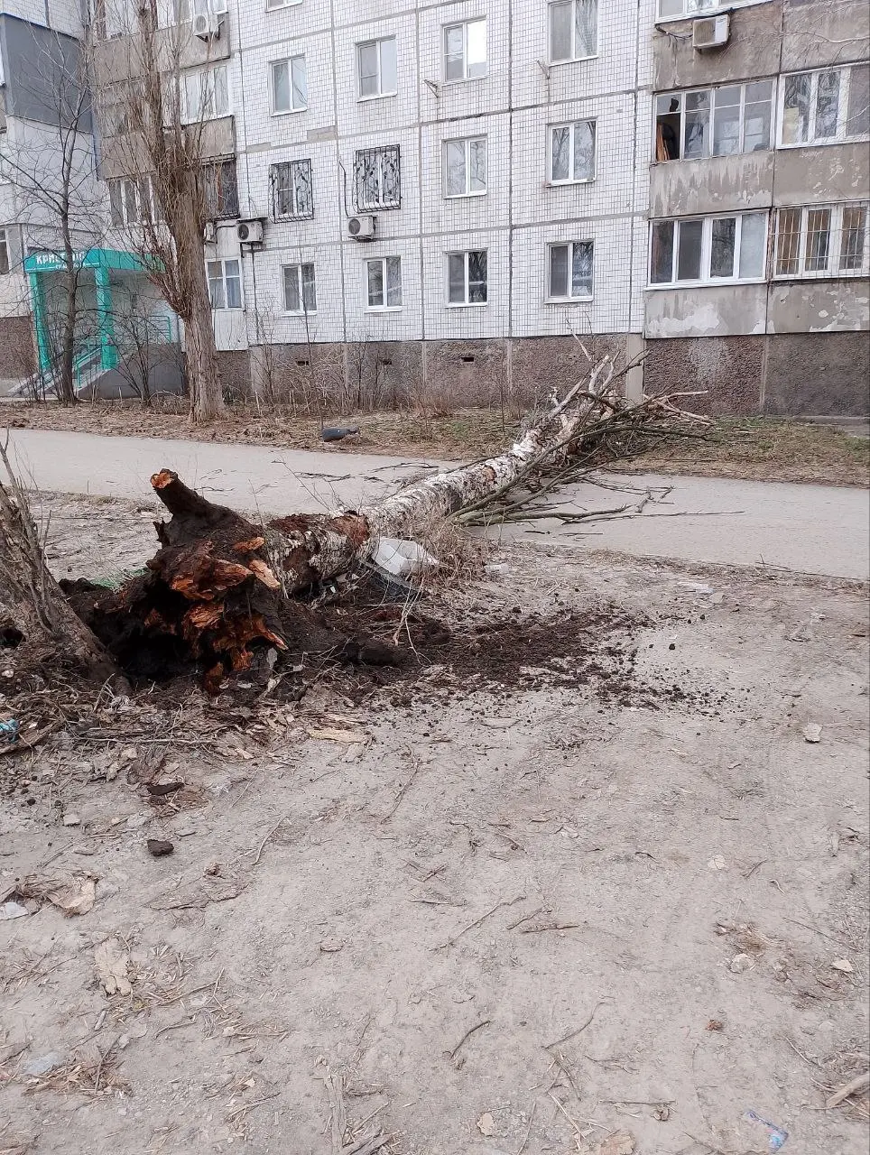 Упало дерево на Кольцова 1 а | Сетка — социальная сеть от hh.ru