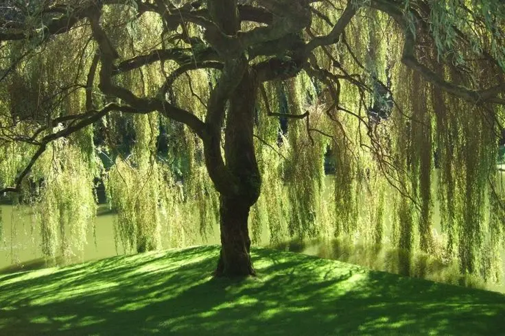Ивы | Сетка — социальная сеть от hh.ru