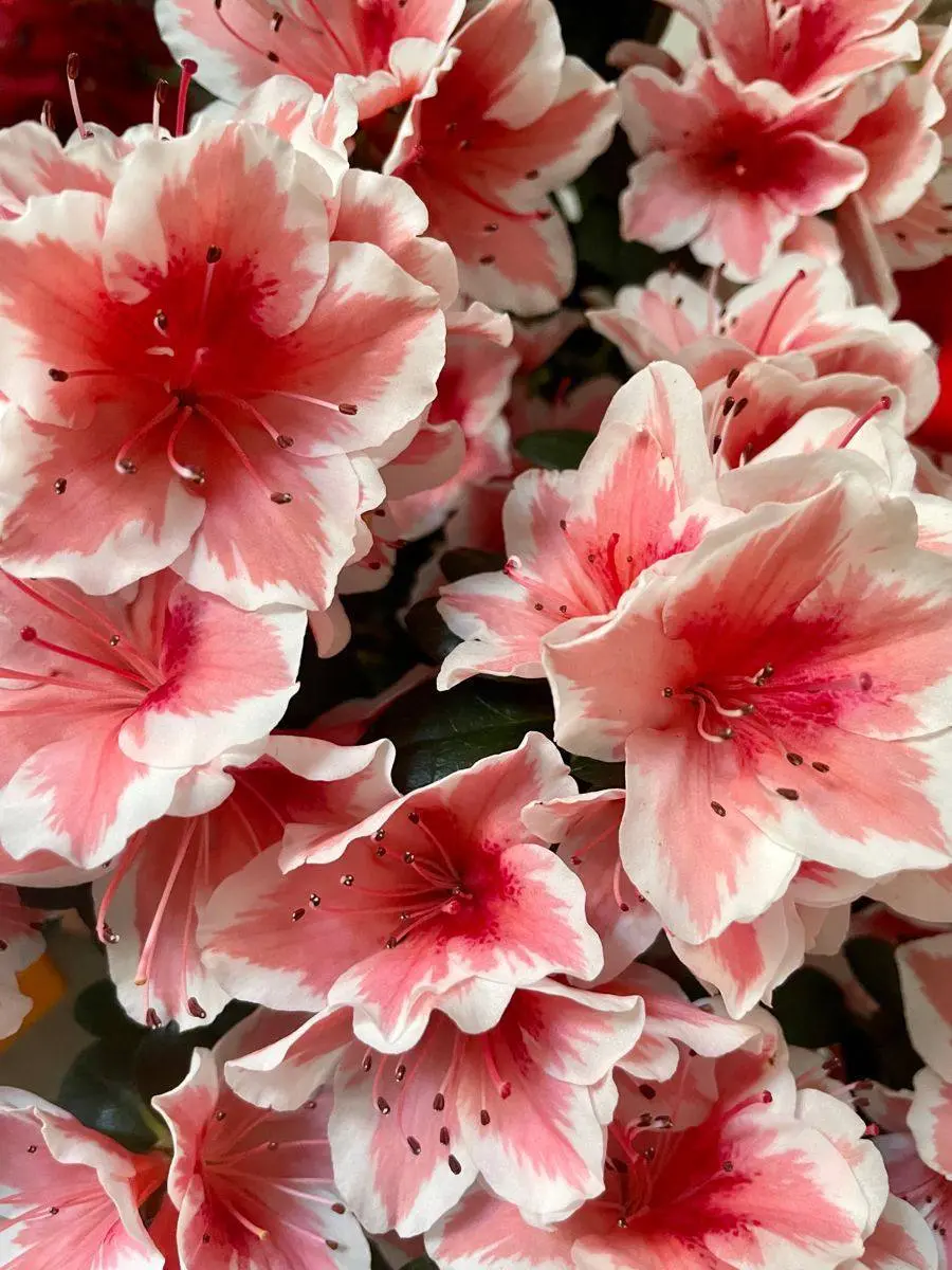 🌺В ботаническом саду имени Цицина открылась выставка цветущих азалий
Уникальная возможность увидеть эту нежность своими глазами.
📍ул | Сетка — социальная сеть от hh.ru