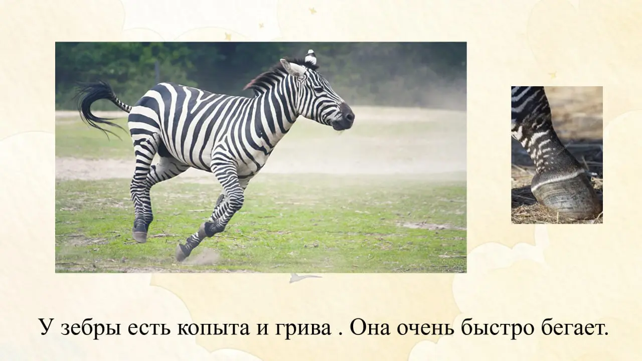 🐘Животные жарких стран: Часть 2
🤩Всем привет!
Я уже давно подготовила для вас продолжение презентации про фауну жарких стран, но совершенно забыла её выложить 😅
Материал подойдет для занятий с детьми ... | Сетка — социальная сеть от hh.ru