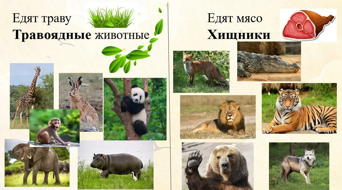 🐘Животные жарких стран: Часть 2
🤩Всем привет!
Я уже давно подготовила для вас продолжение презентации про фауну жарких стран, но совершенно забыла её выложить 😅
Материал подойдет для занятий с детьми ... | Сетка — социальная сеть от hh.ru