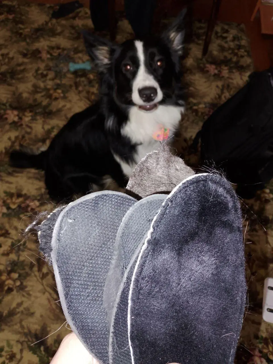 #Life: тасманский дьявол
Короче прихожу домой, а по комнате раскиданы ботинки, из них вытащены стельки 🤣
То что пахнет мной неменуемо превращается в игрушку ) | Сетка — социальная сеть от hh.ru