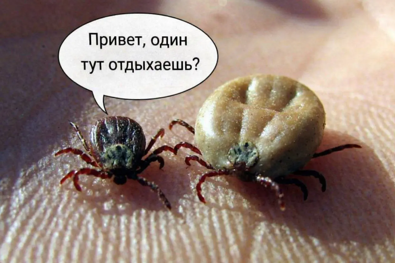 🪲 В Ставропольском крае клещи вышли из зимовки
С приходом тепла в регионе активизировались клещи. За последнюю неделю зарегистрировано 6 укусов, а с начала года — всего 21 случай | Сетка — социальная сеть от hh.ru