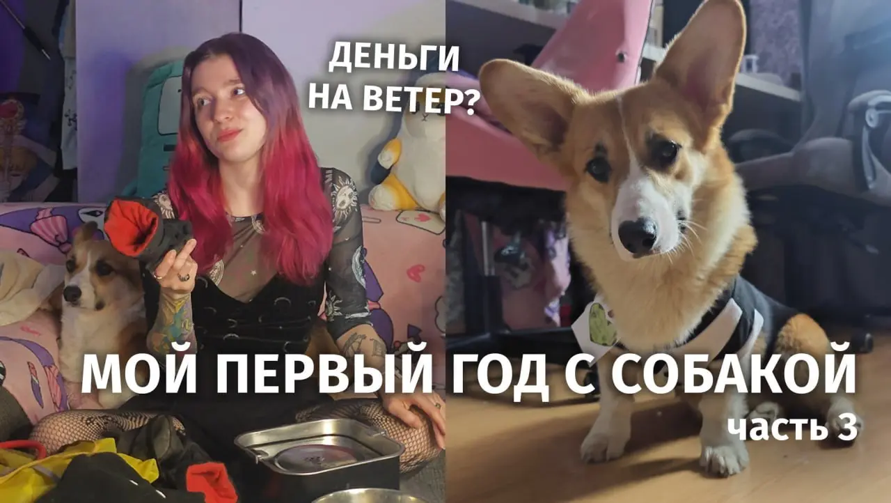 Обзор на ВСЁ, что я купила для собаки за этот год | Сетка — социальная сеть от hh.ru