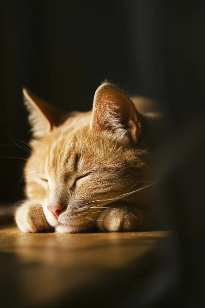 😭ЖДАЛИ КРАСОТУ, ПОЛУЧИЛИ ХЗ
Midjourney выкатили V8 — и это не апгрейд, а американские горки: где-то взлетаешь, где-то падаешь 🎢
Что реально круто?
• 🚀 Скорость × 5: генерация летает так, что не успева... | Сетка — социальная сеть от hh.ru