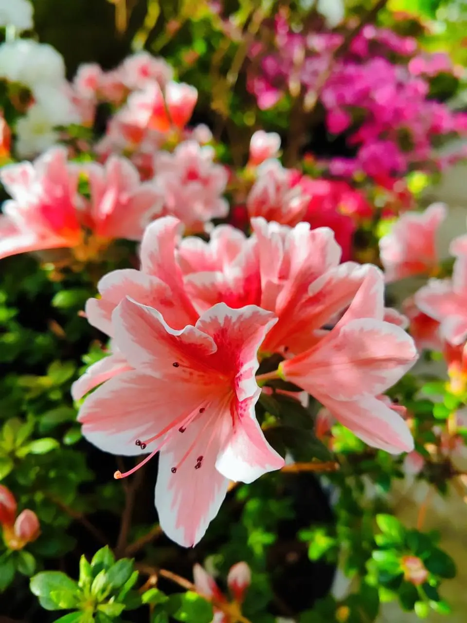 🌸Цветение азалий в оранжерее Главного ботанического сада имени Цицина
📲Подпишитесь на Вдвижении
#выставки
В этом посте были ссылки, но мы их удалили по правилам Сетки | Сетка — социальная сеть от hh.ru